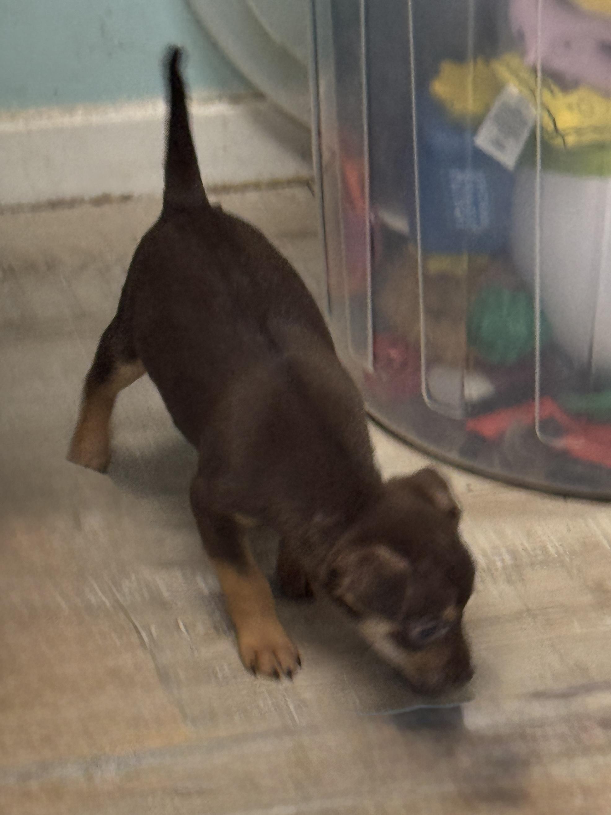 Frito, an adopted mixed breed in Baker, LA image 3/3