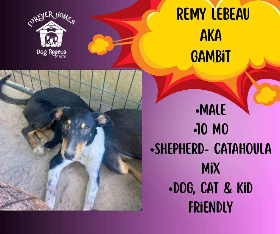 Enlarge Remy LeBeau aka Gambit, a Adoptable mixed breed in Aulac, NB image 1/1