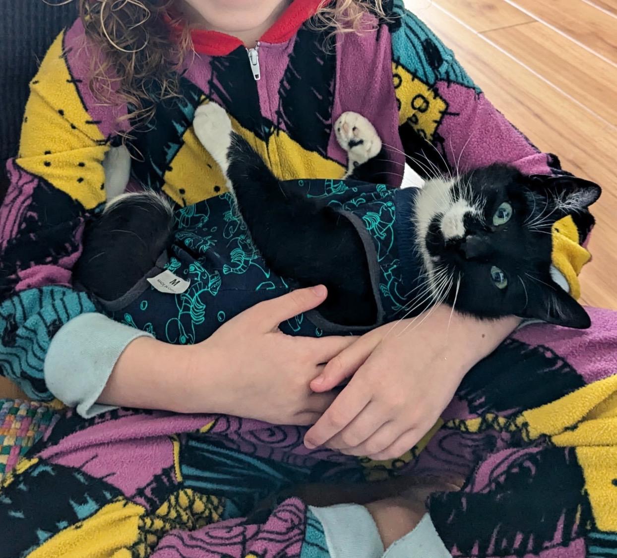 Penguin, Adopted, Young Female Domestic Short Hair.