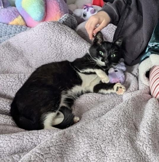 Enlarge Penguin, a Adopted Domestic Short Hair in Jersey City, NJ image 2/2