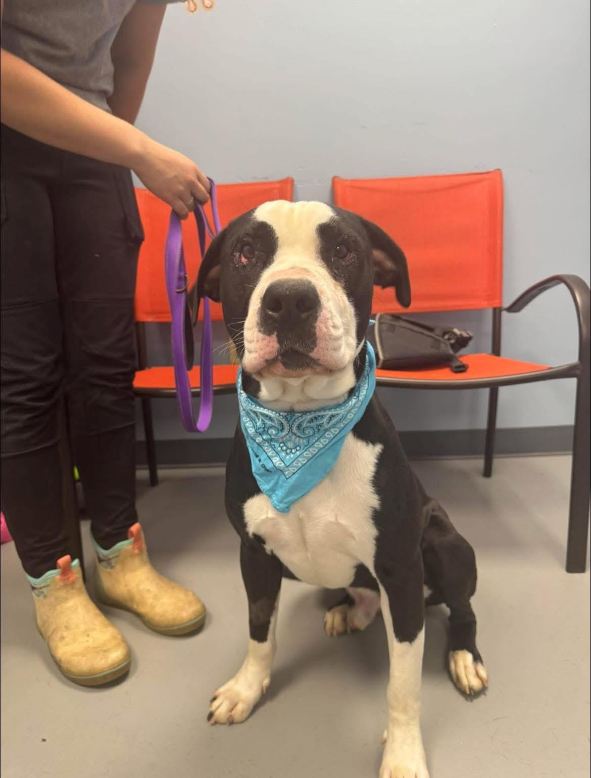 Tank , ADOPTABLE, Young Male Terrier.