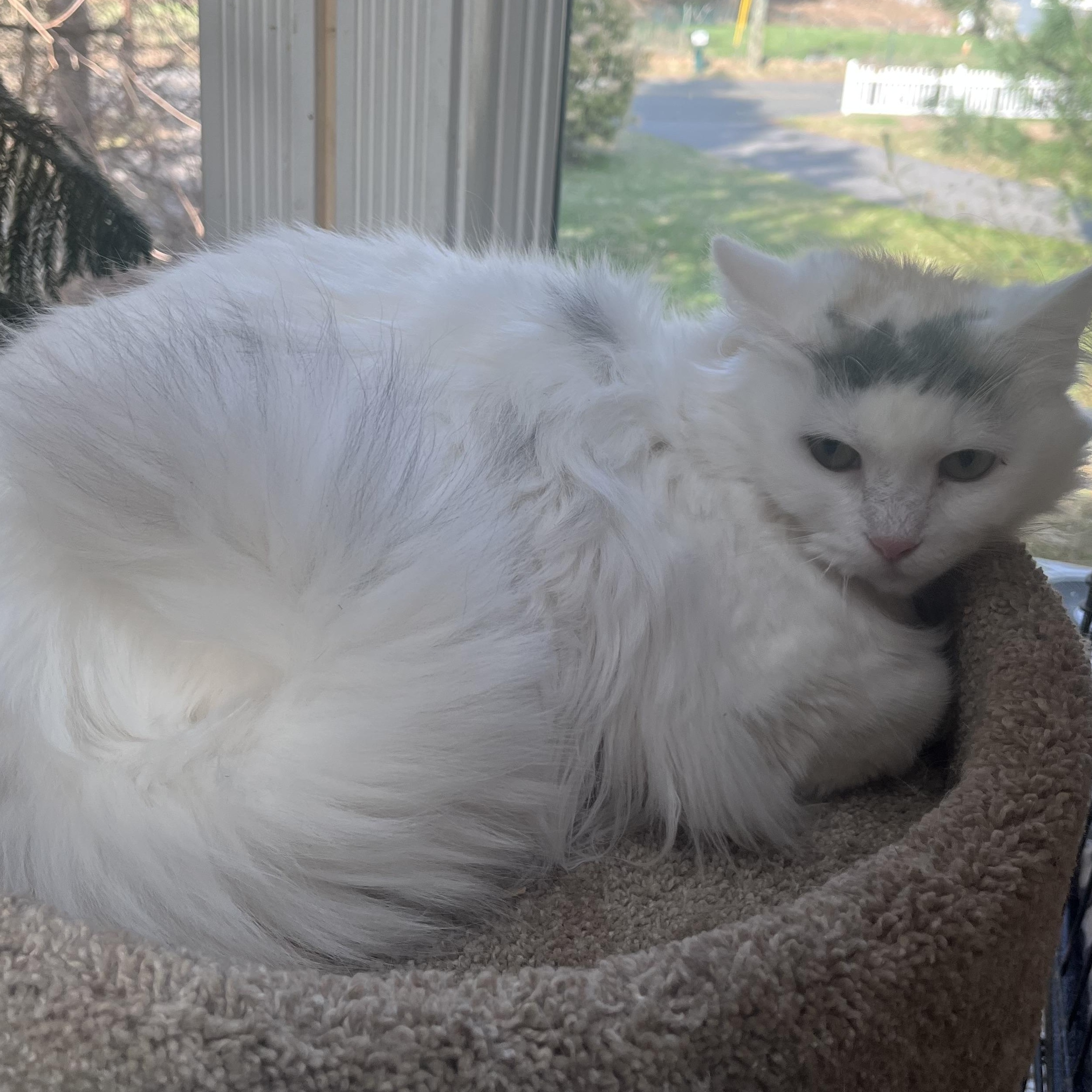 Enlarge CHAMBORD SWEETNESS, an adopted Turkish Van in Danbury, CT image 2/3