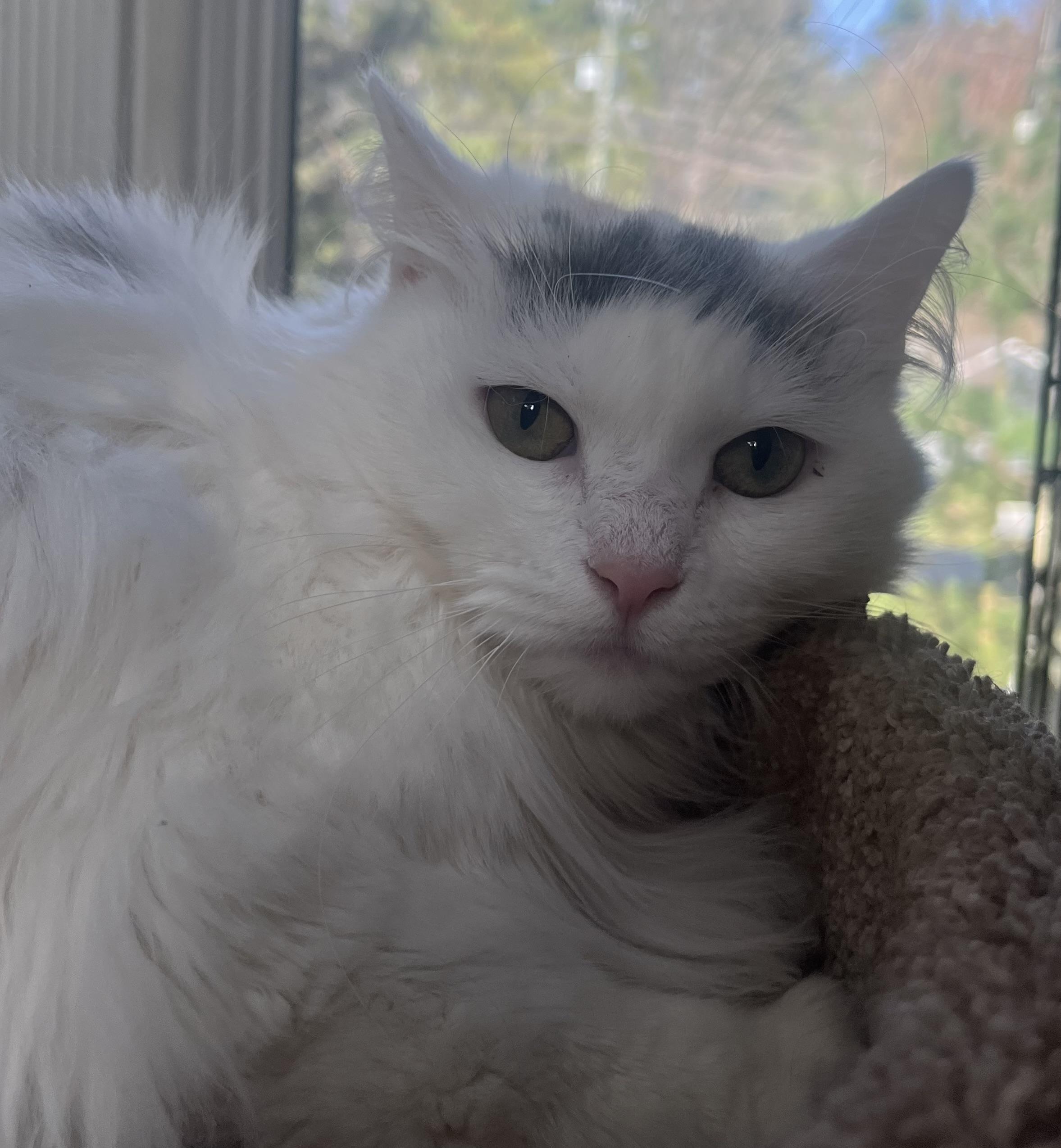 Enlarge CHAMBORD SWEETNESS, an adopted Turkish Van in Danbury, CT image 3/3