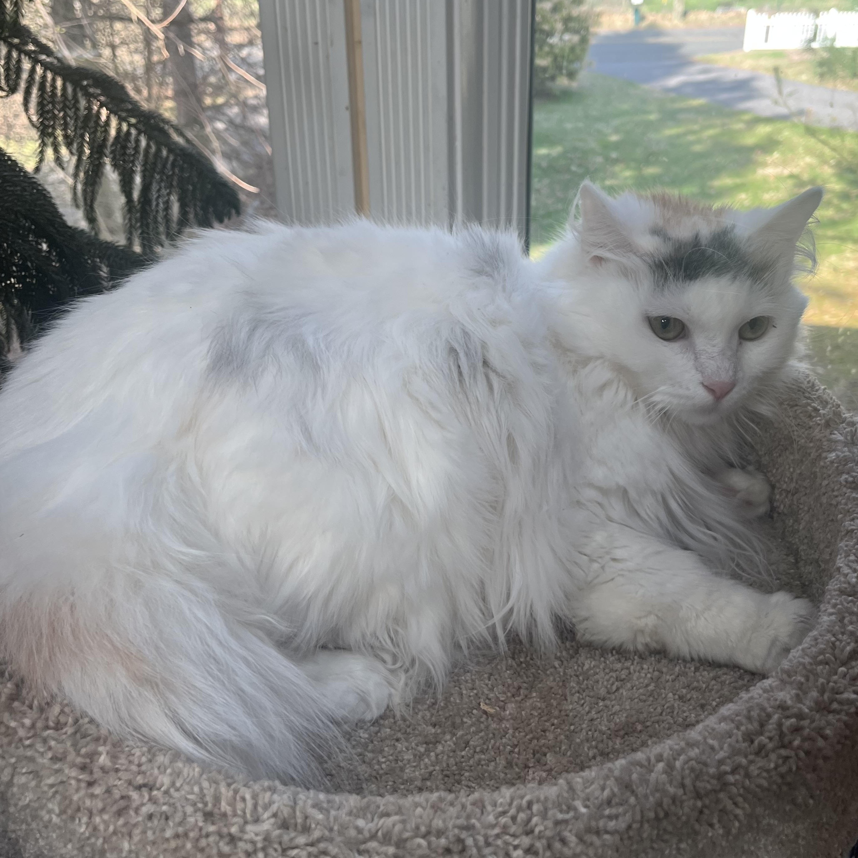 Enlarge CHAMBORD SWEETNESS, an adopted Turkish Van in Danbury, CT image 1/3