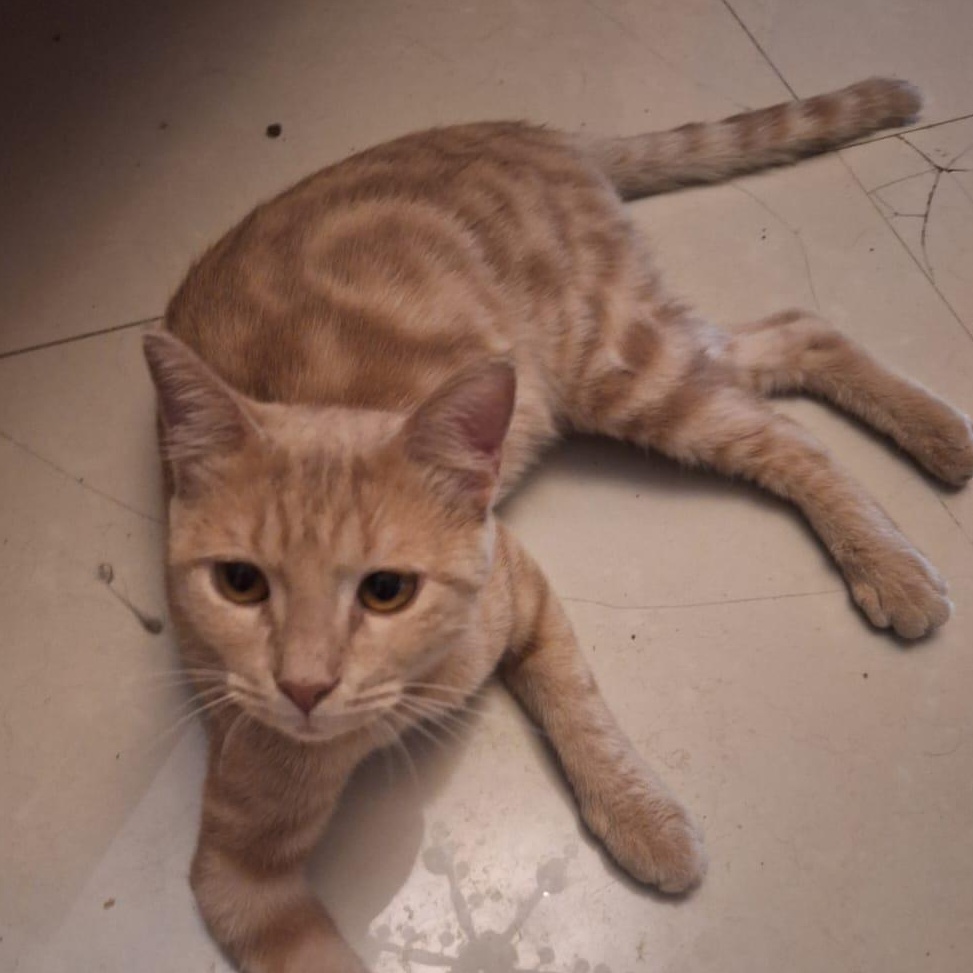 Bradley- super affectionate, Young Male unknown