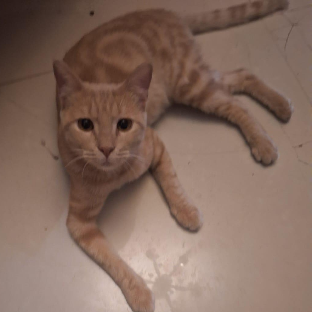 Enlarge Bradley- super affectionate, a Adoptable Egyptian Mau in Brampton, ON image 4/4