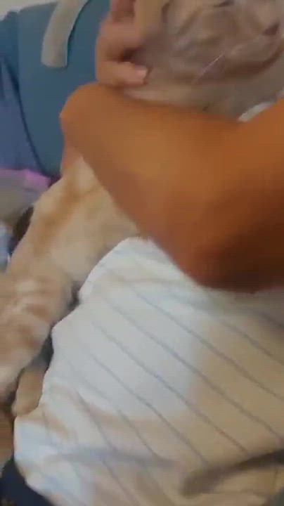 Enlarge Bradley- super affectionate, a Adoptable Egyptian Mau in Brampton, ON video 2/4