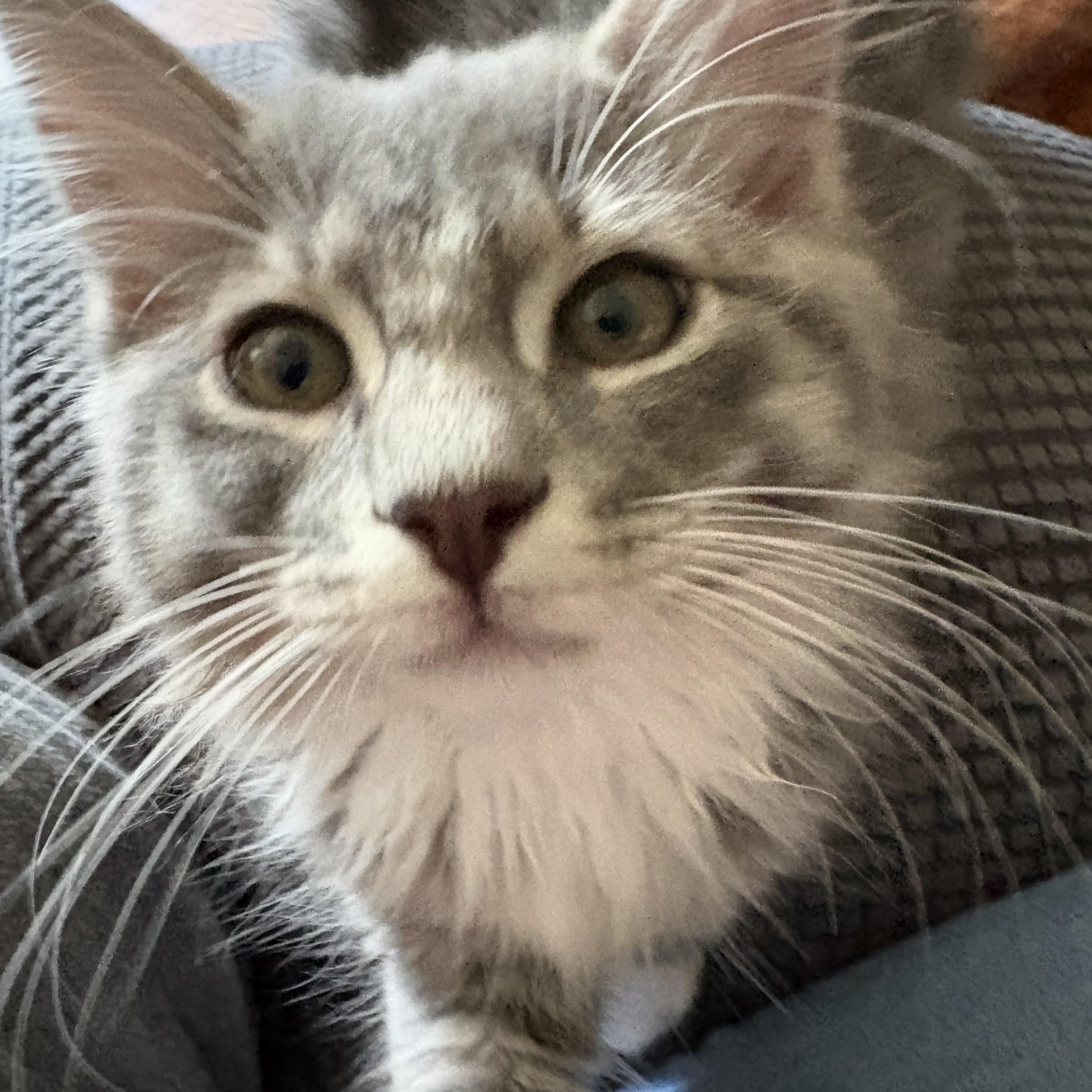 Enlarge Crouton, an adopted Domestic Long Hair in Sewell, NJ image 2/5