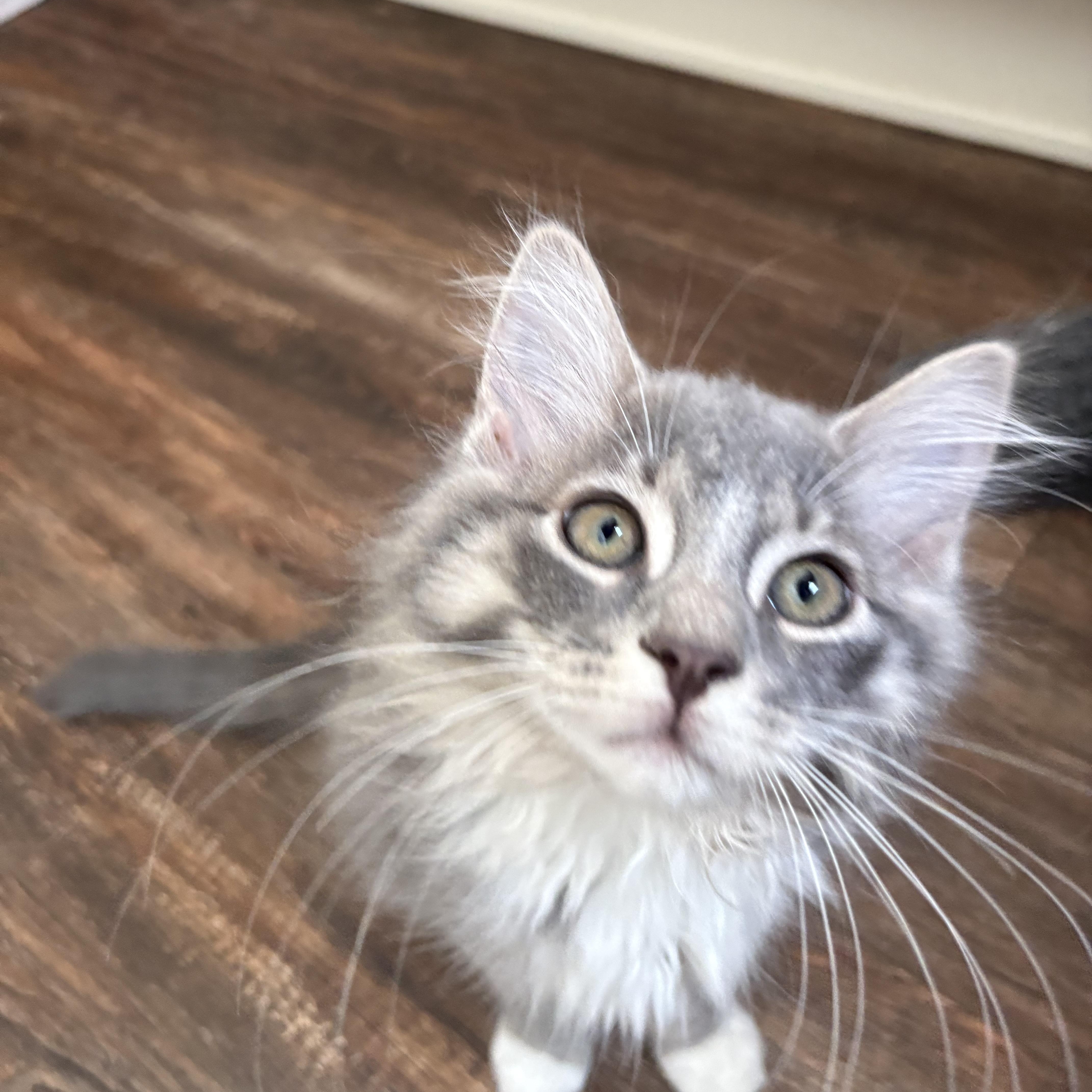 Enlarge Crouton, an adopted Domestic Long Hair in Sewell, NJ image 3/5