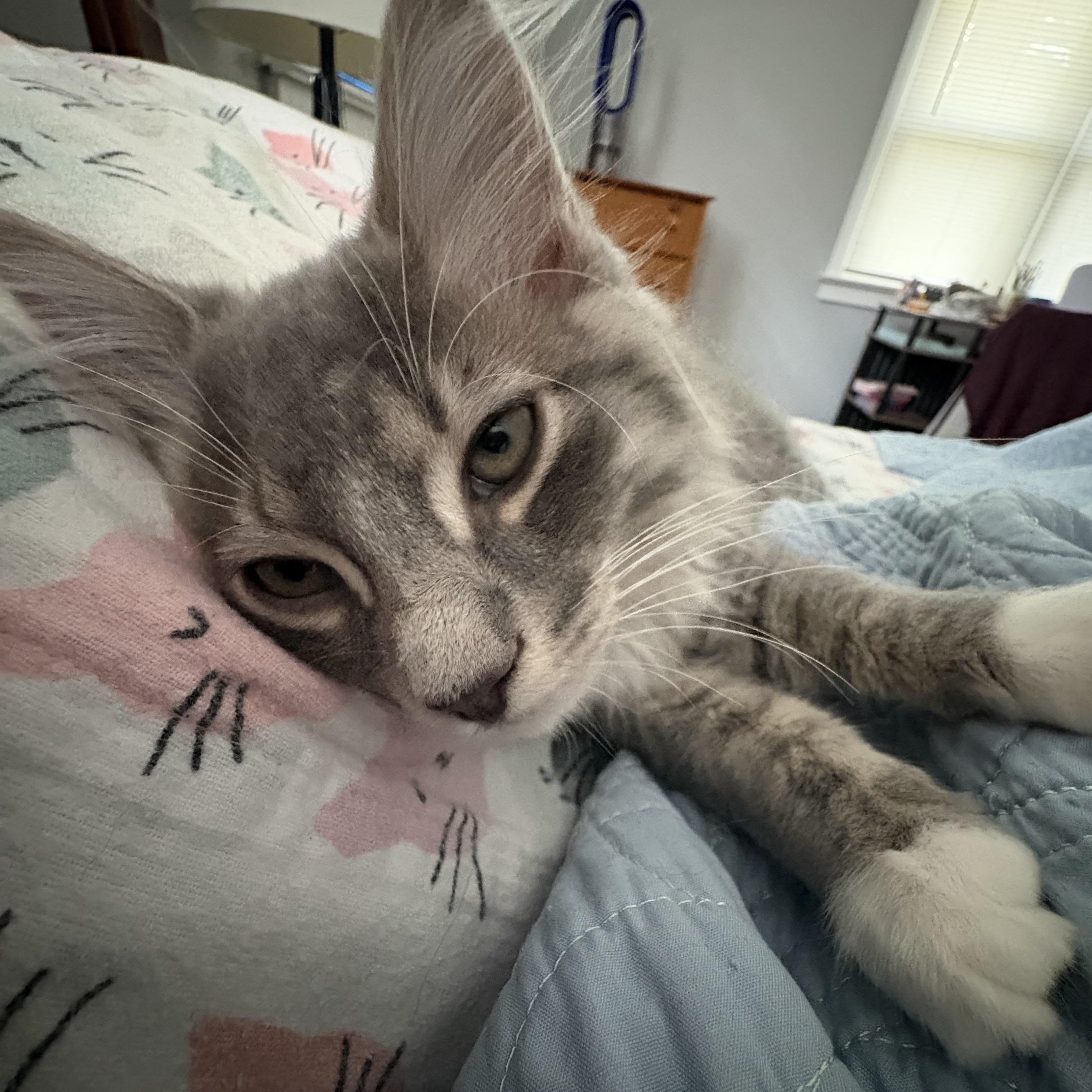 Enlarge Crouton, an adopted Domestic Long Hair in Sewell, NJ image 4/5