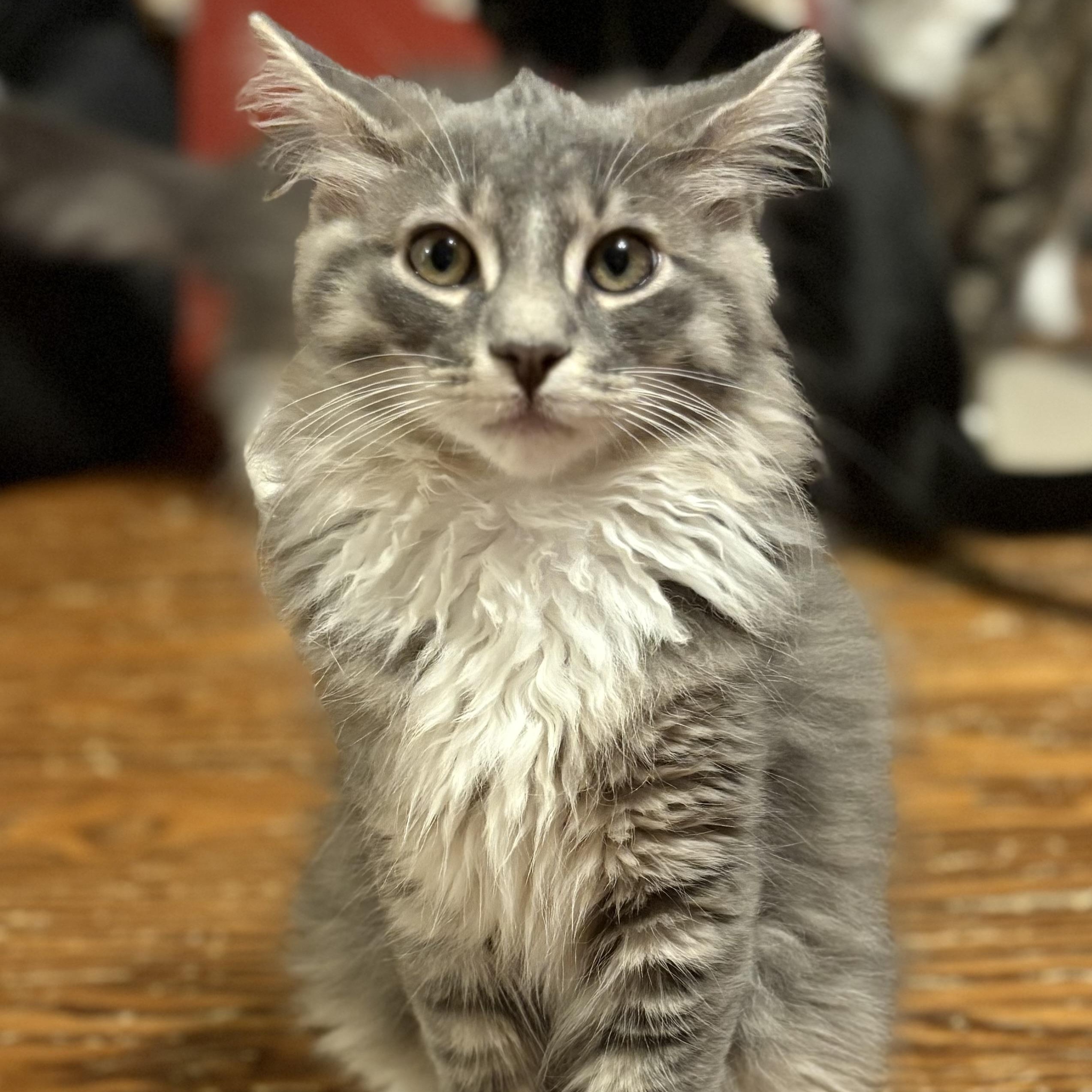 Crouton, adopted, Kitten Male Domestic Long Hair.