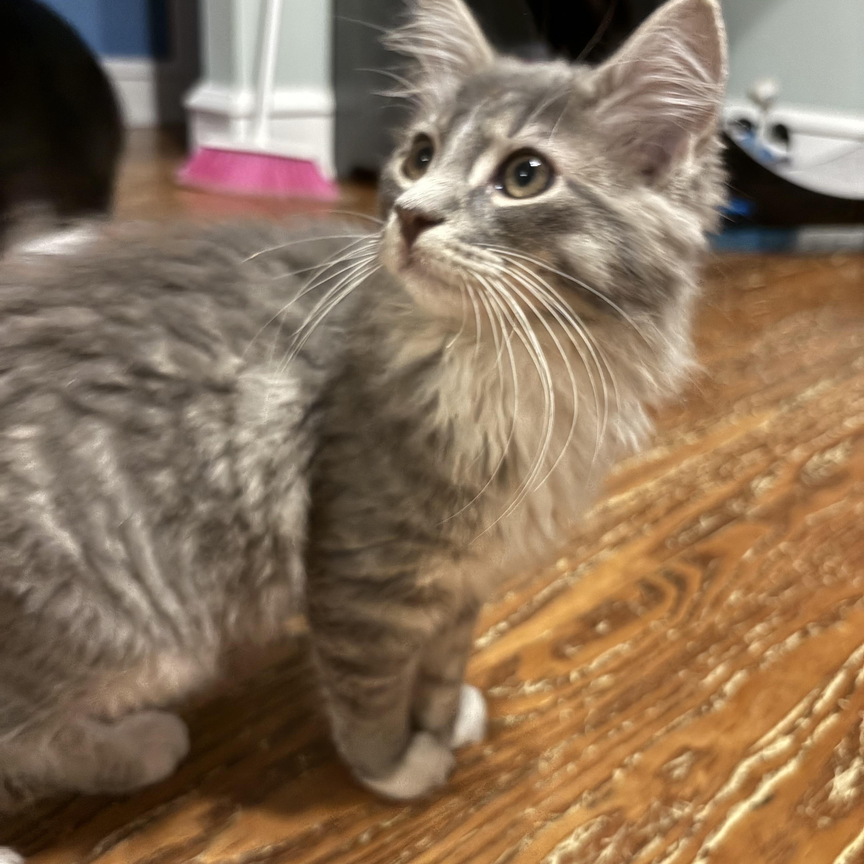 Enlarge Crouton, an adopted Domestic Long Hair in Sewell, NJ image 5/5