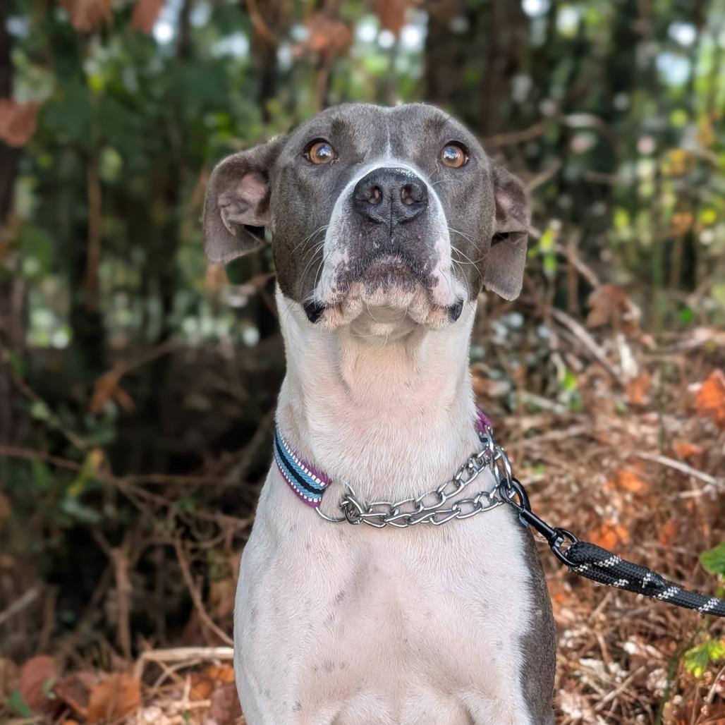 Enlarge Minka (HW+) 09-2228, a Adoptable mixed breed in Tyrone, GA image 2/6