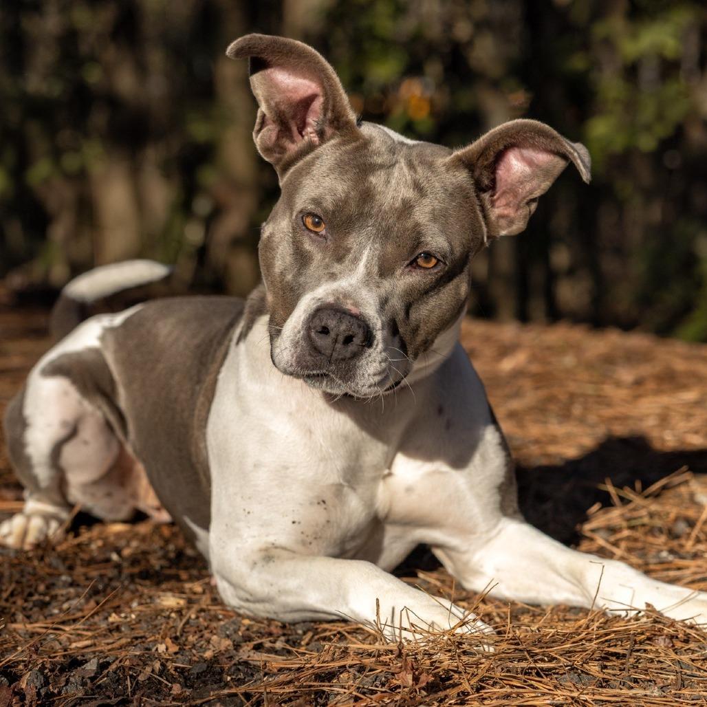 Minka (HW+) 09-2228, a Adoptable mixed breed in Tyrone, GA image 3/6