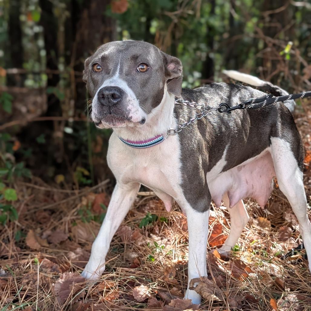 Enlarge Minka (HW+) 09-2228, a Adoptable mixed breed in Tyrone, GA image 3/6