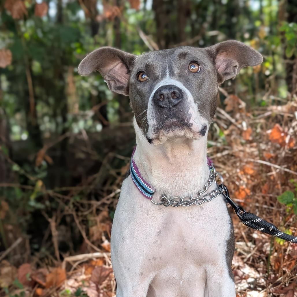 Enlarge Minka (HW+) 09-2228, a Adoptable mixed breed in Tyrone, GA image 4/6