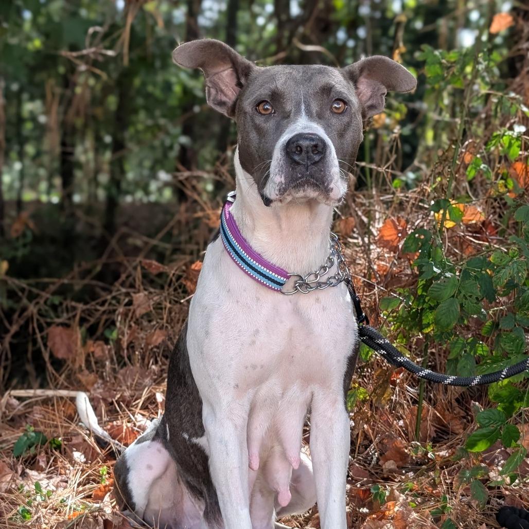 Enlarge Minka (HW+) 09-2228, a Adoptable mixed breed in Tyrone, GA image 5/6