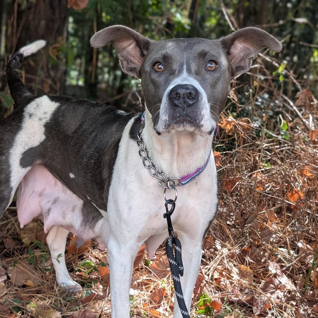 Enlarge Minka (HW+) 09-2228, a Adoptable mixed breed in Tyrone, GA image 6/6