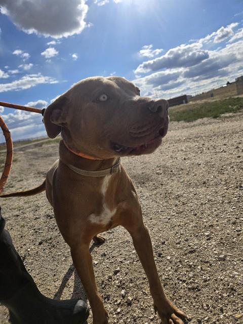 EZRA, Adoptable, Adult Male Pit Bull Terrier.
