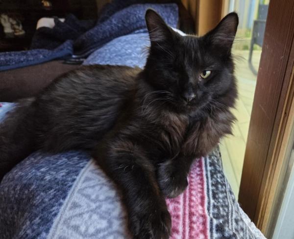 FAME, ADOPTABLE, Kitten Male Domestic Medium Hair.