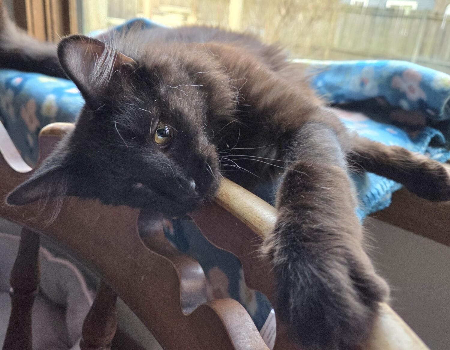 Enlarge FAME, a ADOPTABLE Domestic Medium Hair in Kenosha, WI image 2/5