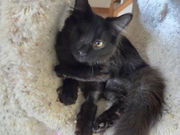 Enlarge FAME, a ADOPTABLE Domestic Medium Hair in Kenosha, WI image 3/5