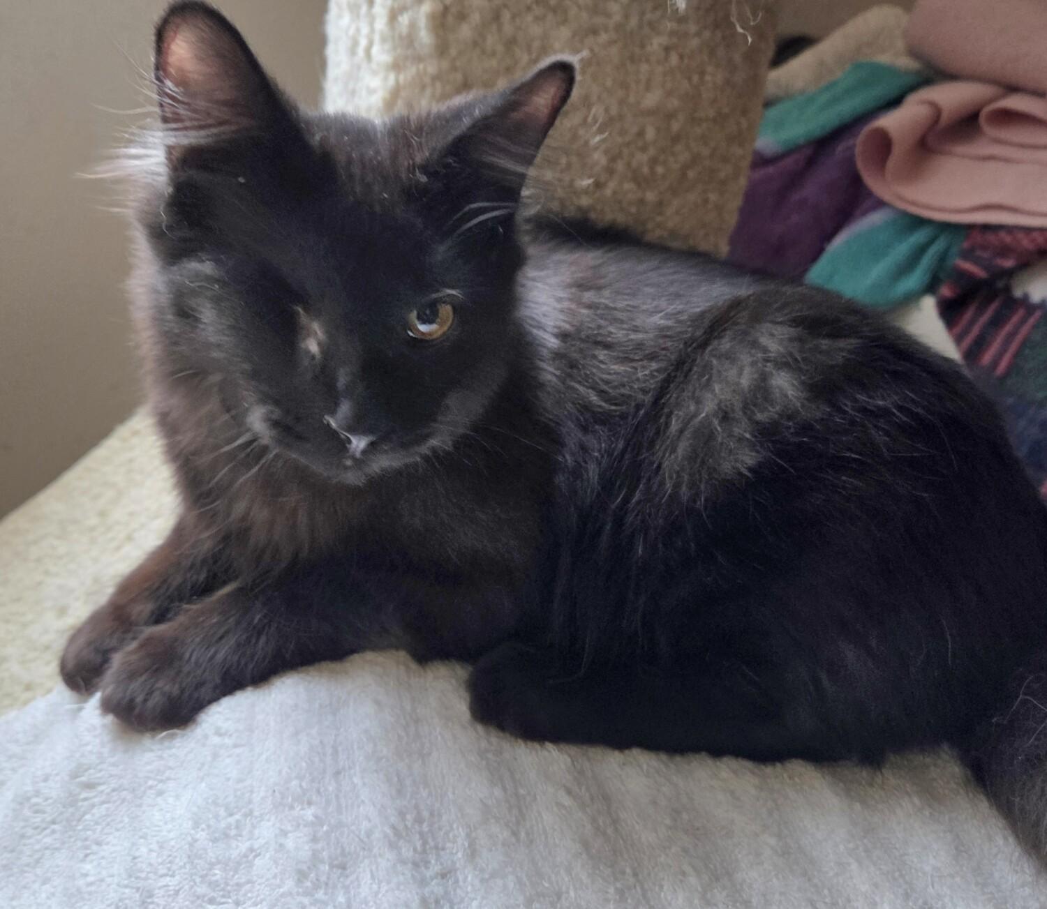 Enlarge FAME, a ADOPTABLE Domestic Medium Hair in Kenosha, WI image 4/5