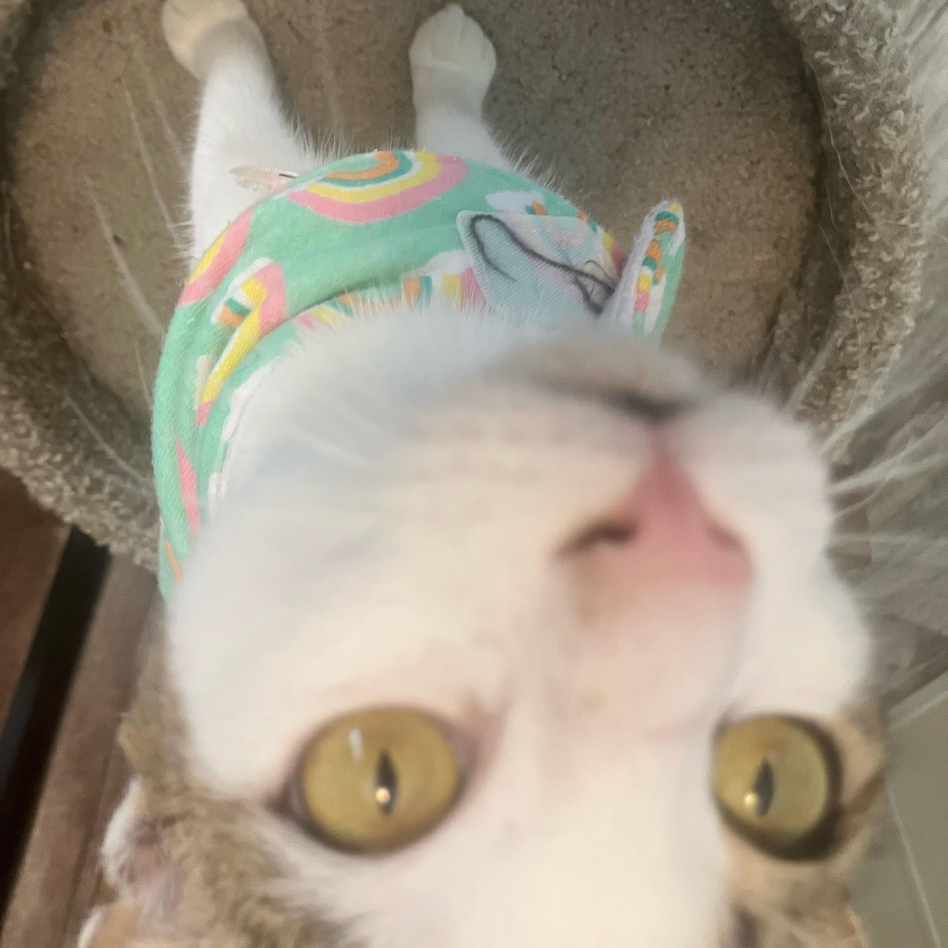 Dolly, a ADOPTABLE Domestic Short Hair in Hartford, CT image 6/6