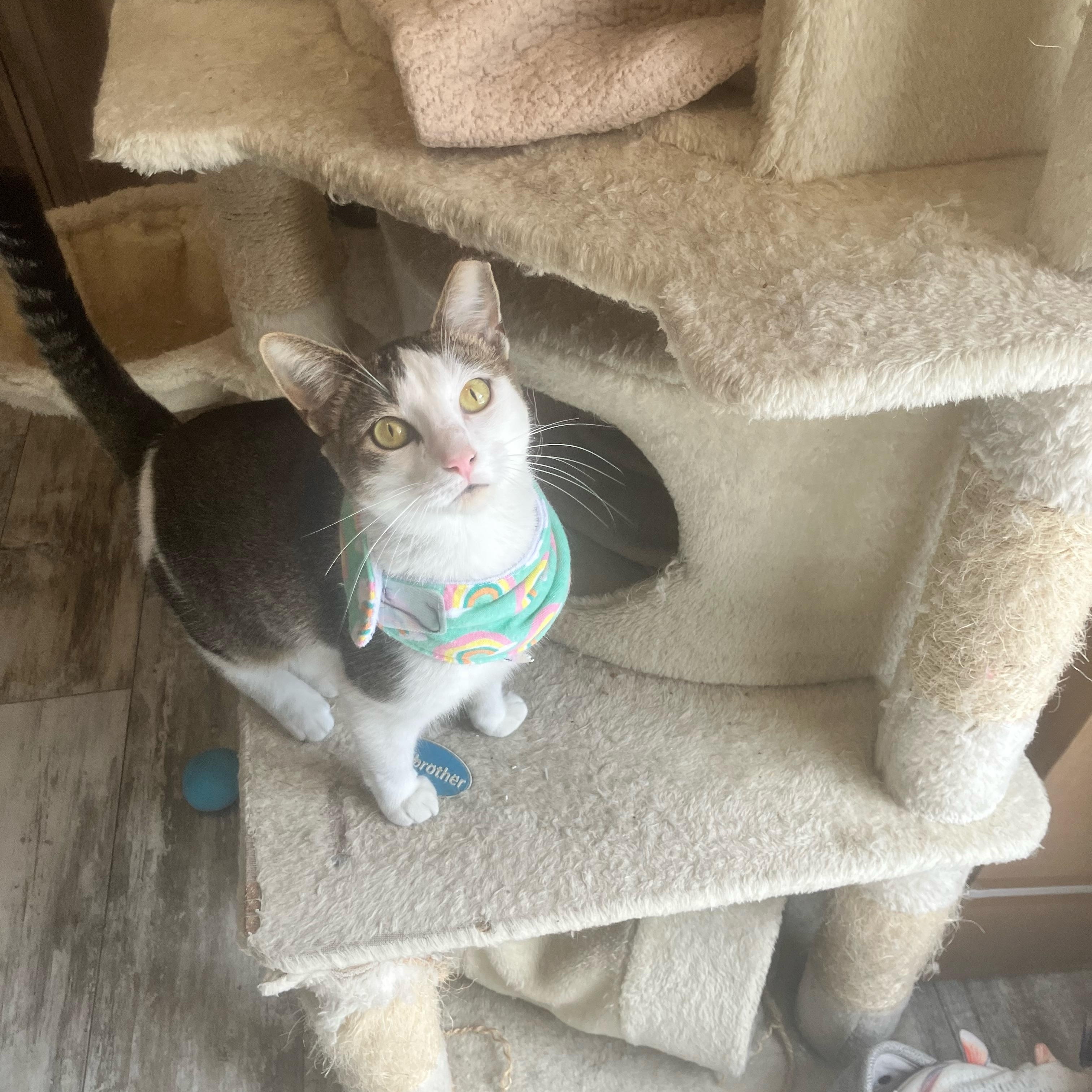Dolly, a ADOPTABLE Domestic Short Hair in Hartford, CT image 4/6