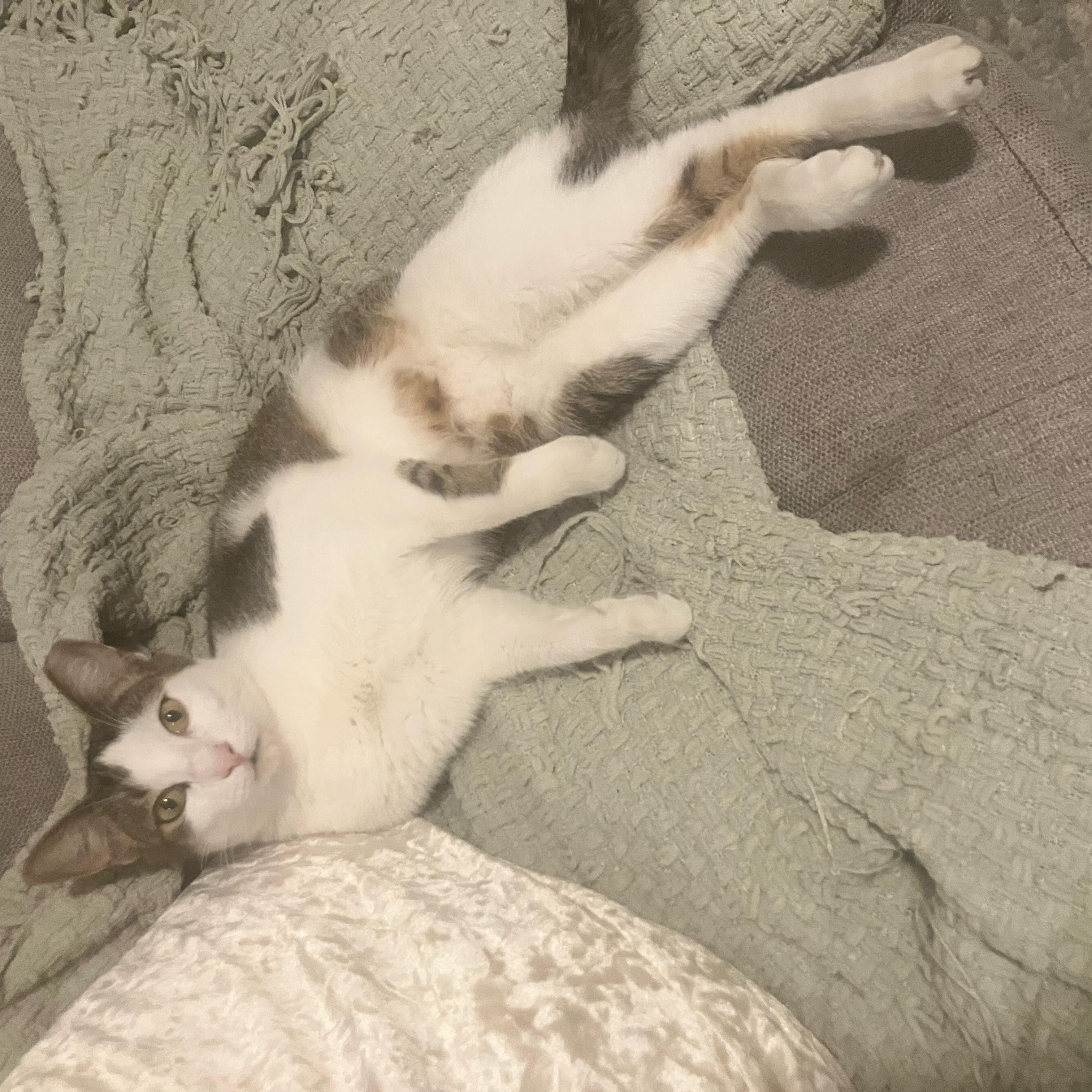 Dolly, a ADOPTABLE Domestic Short Hair in Hartford, CT image 5/6