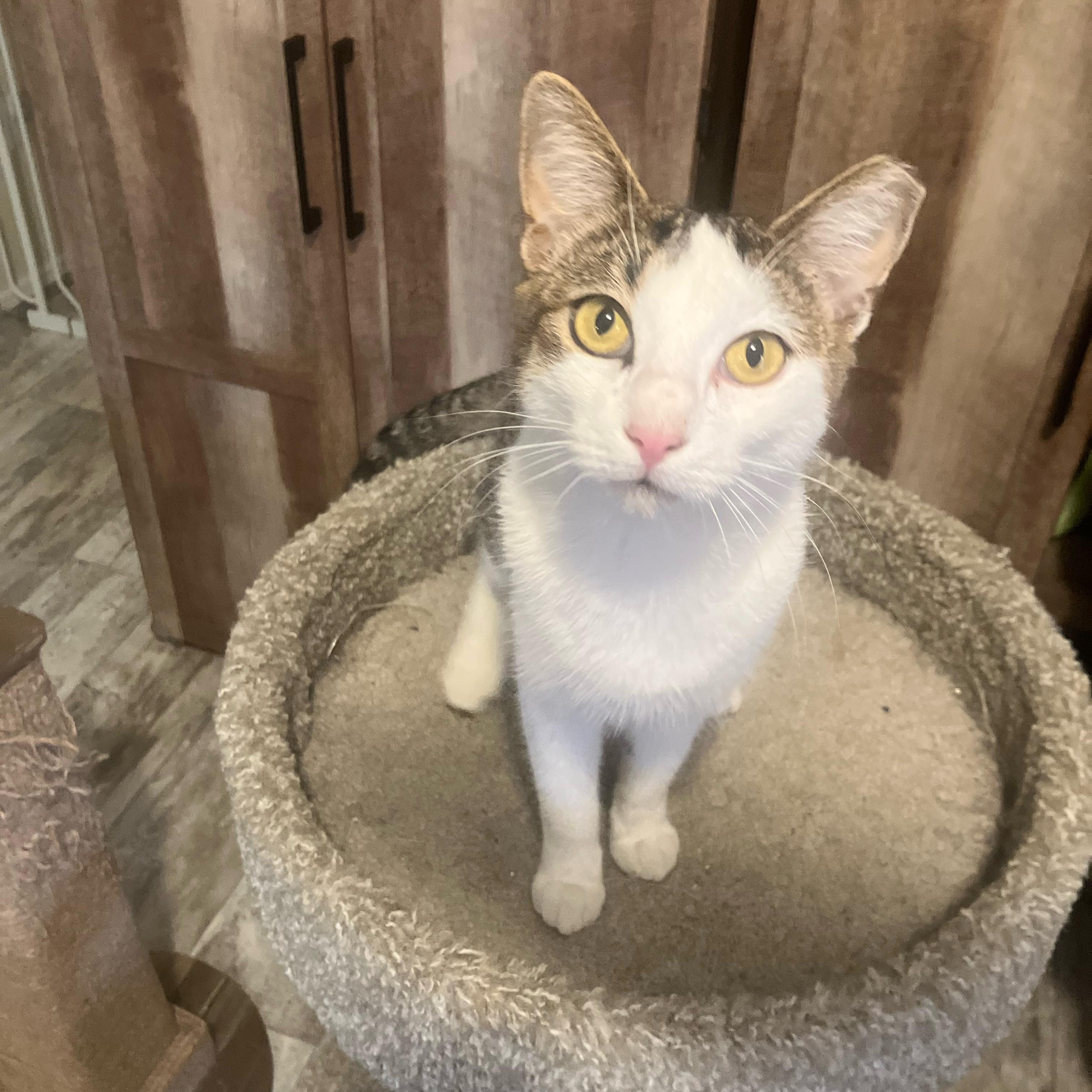 Dolly, a ADOPTABLE Domestic Short Hair in Hartford, CT image 3/6