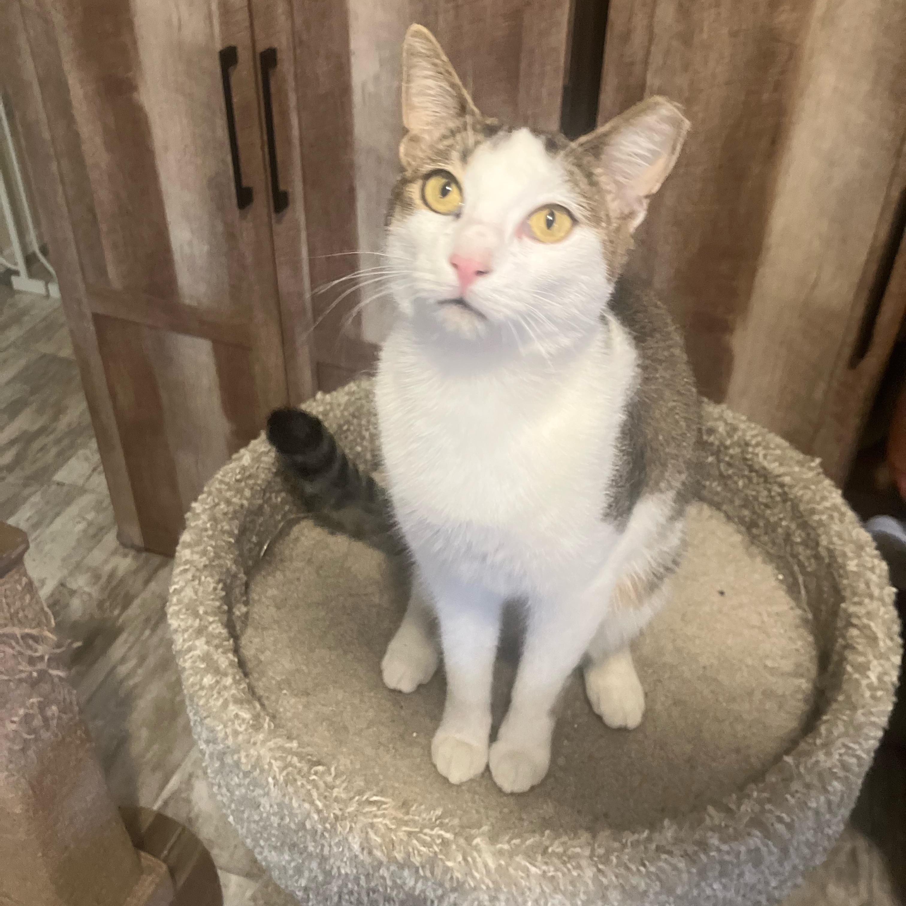 Dolly, a ADOPTABLE Domestic Short Hair in Hartford, CT image 1/6