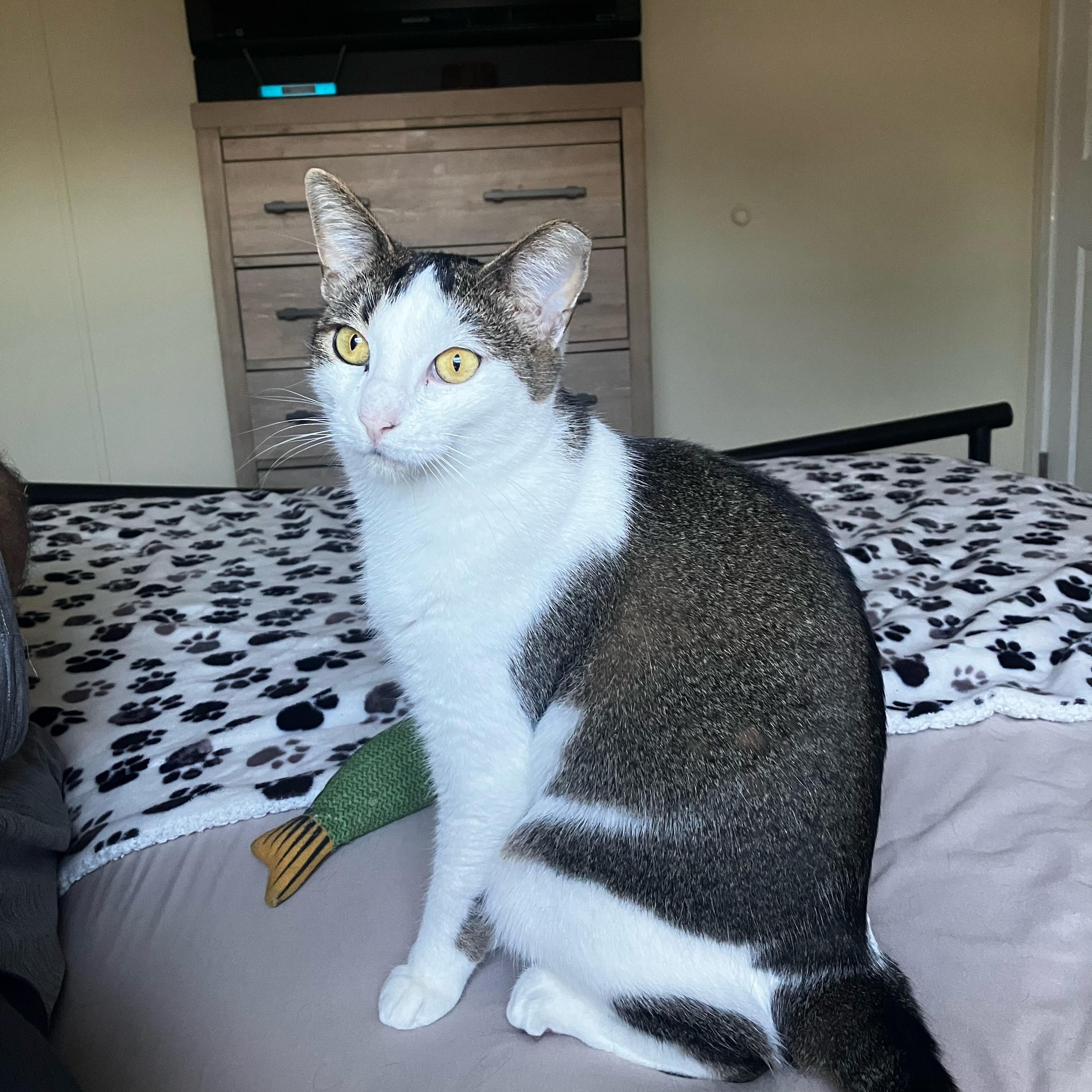 Enlarge Dolly, a ADOPTABLE Domestic Short Hair in Boston, MA image 2/5