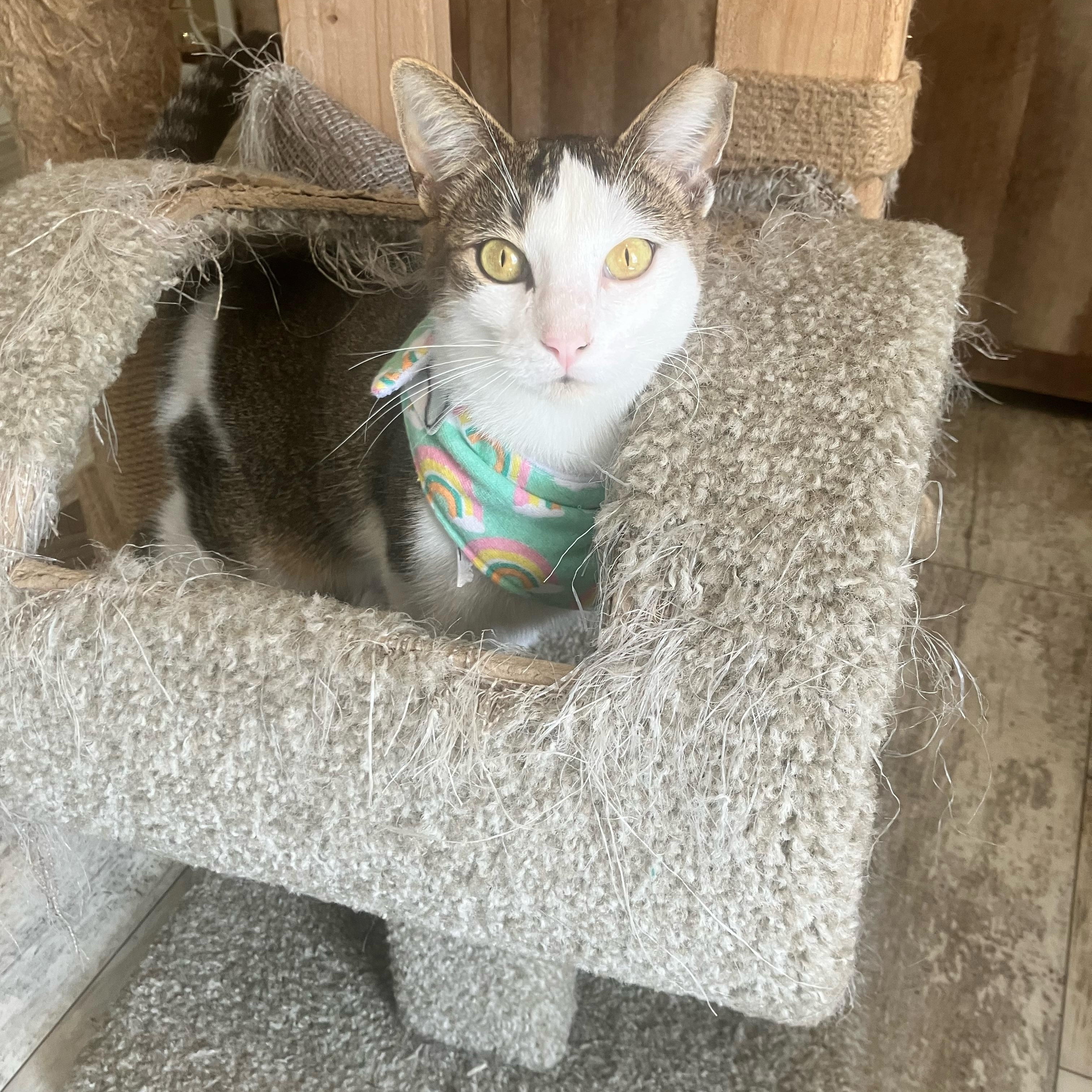 Dolly, a ADOPTABLE Domestic Short Hair in Hartford, CT image 2/6