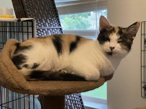Enlarge Butterscotch OR14442-T, a Adoptable mixed breed in Beaverton, OR image 2/5