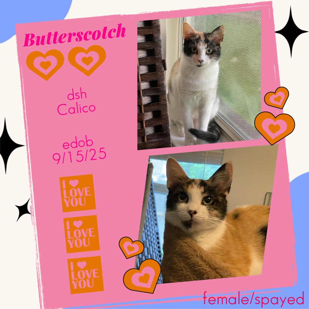 Enlarge Butterscotch OR14442-T, a Adoptable mixed breed in Beaverton, OR image 5/5