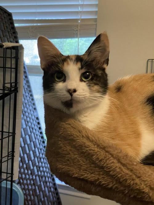 Enlarge Butterscotch OR14442-T, a Adoptable mixed breed in Beaverton, OR image 4/5
