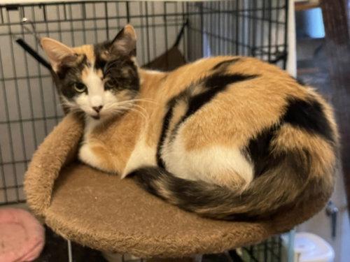 Butterscotch OR14442-T, Adoptable, Adult Female Domestic Short Hair & Calico.