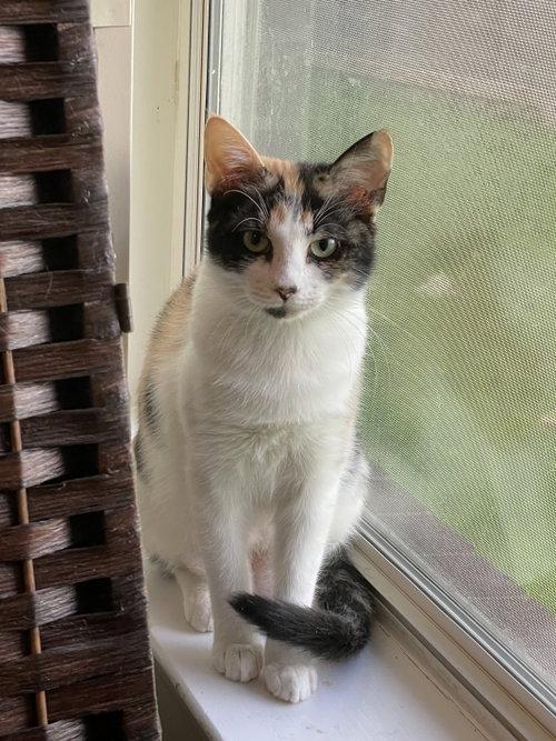 Enlarge Butterscotch OR14442-T, a Adoptable mixed breed in Beaverton, OR image 3/5