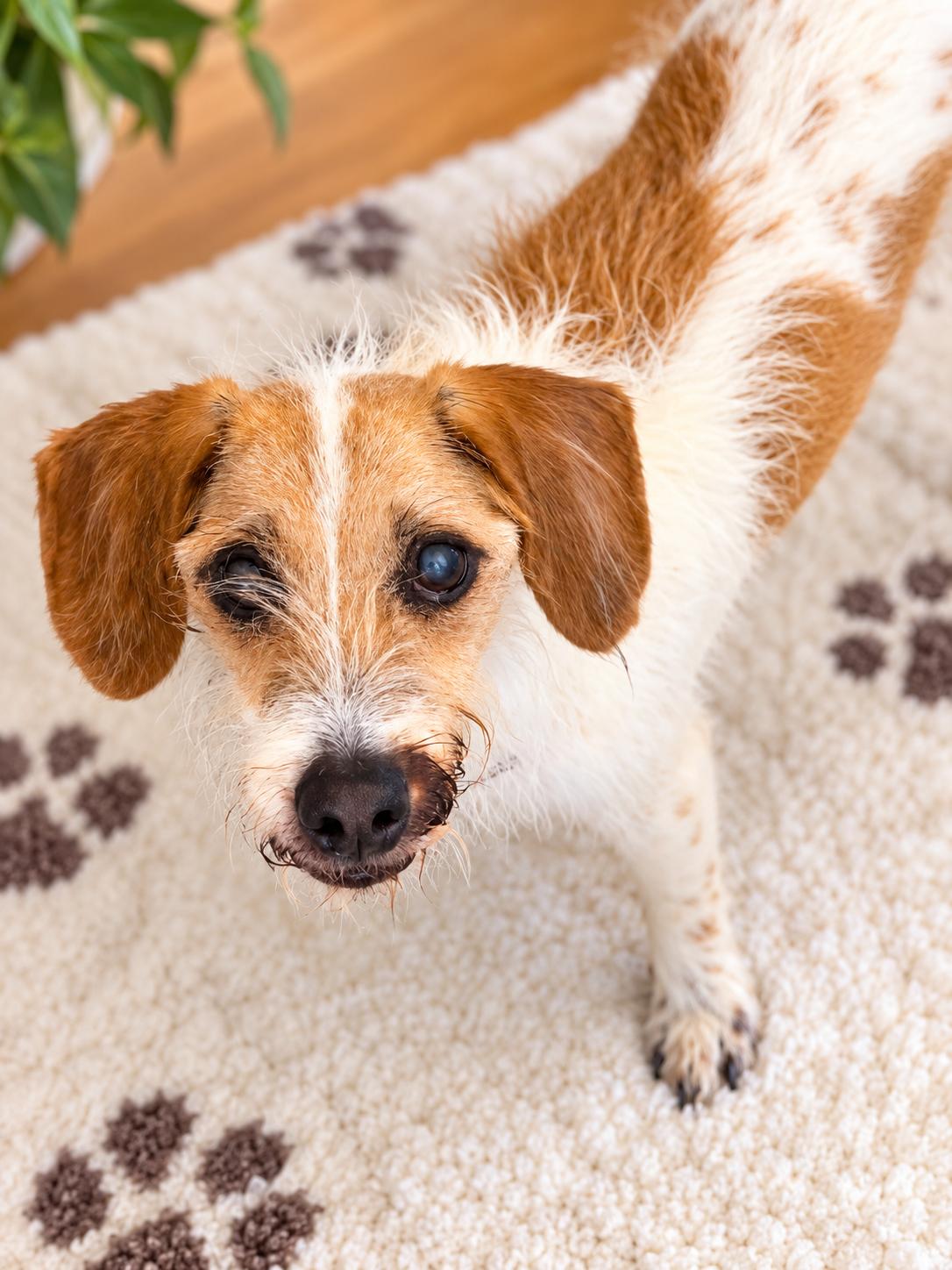 Lucky, Adopted, Senior Male Parson Russell Terrier.