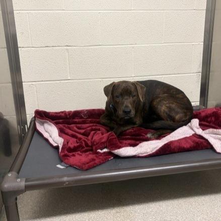 Bob, Adoptable, Young Male Black Labrador Retriever & Pit Bull Terrier.