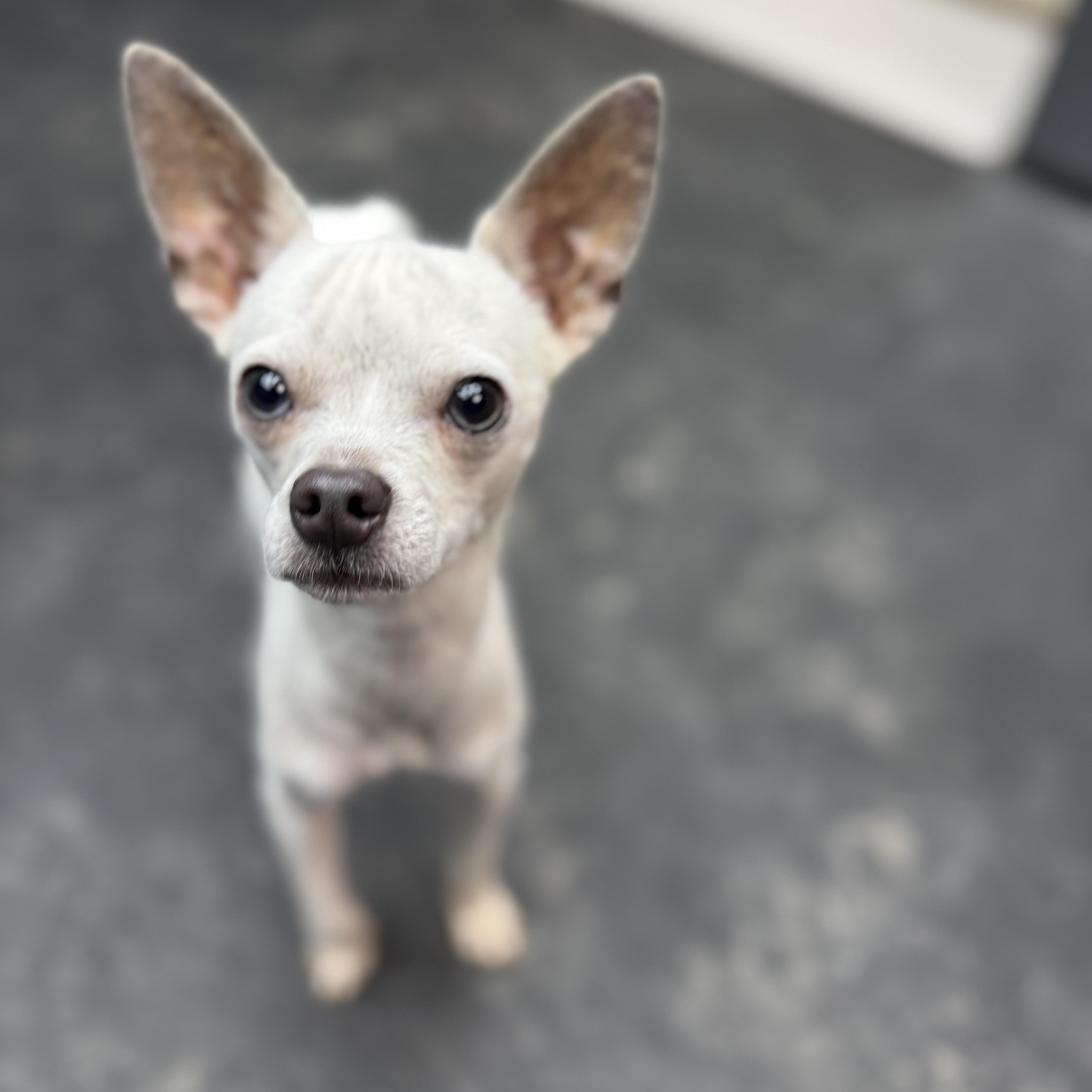 Twinkie, Adoptable, Adult Male Italian Greyhound & Chihuahua.