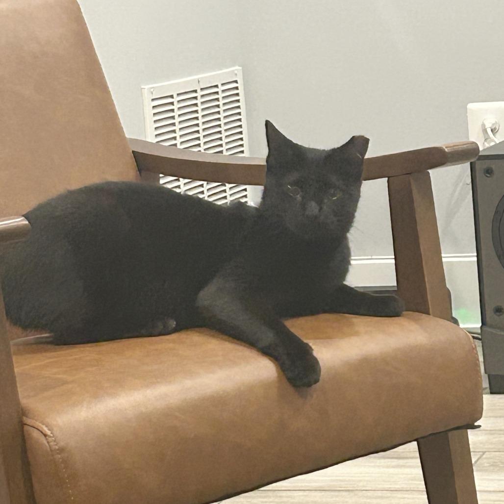 Enlarge Mama, a Adoptable Domestic Short Hair in Washington, DC image 1/6