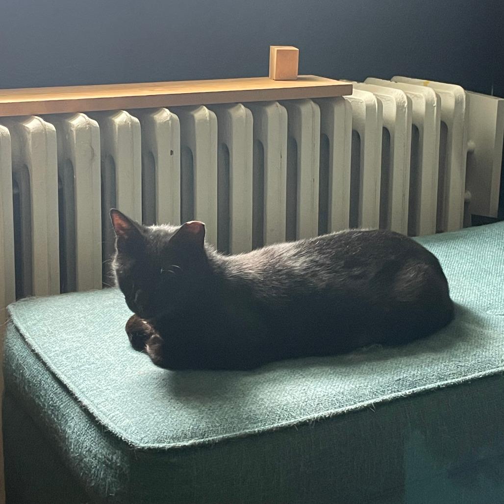 Enlarge Mama, a Adoptable Domestic Short Hair in Washington, DC image 2/6