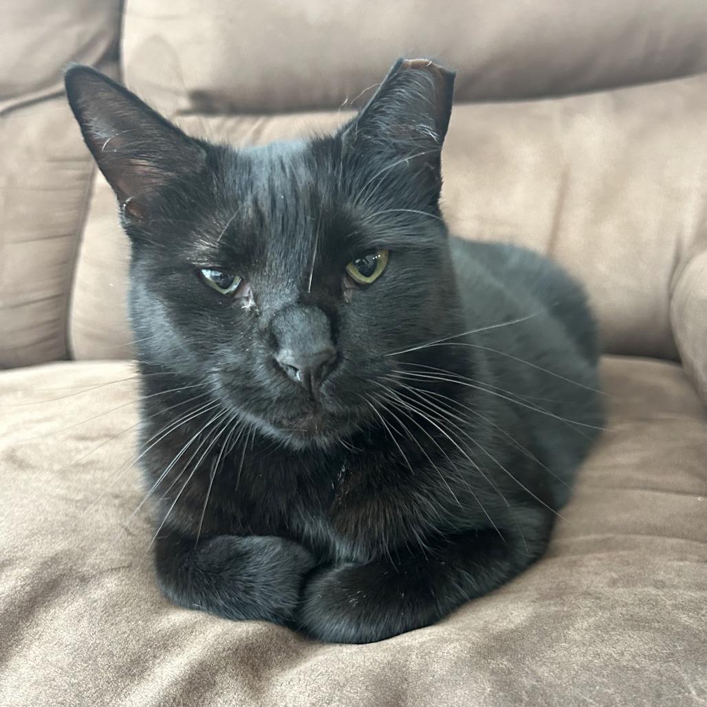 Enlarge Mama, a Adoptable Domestic Short Hair in Washington, DC image 3/6