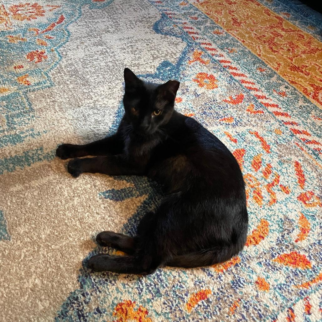 Enlarge Mama, a Adoptable Domestic Short Hair in Washington, DC image 4/6