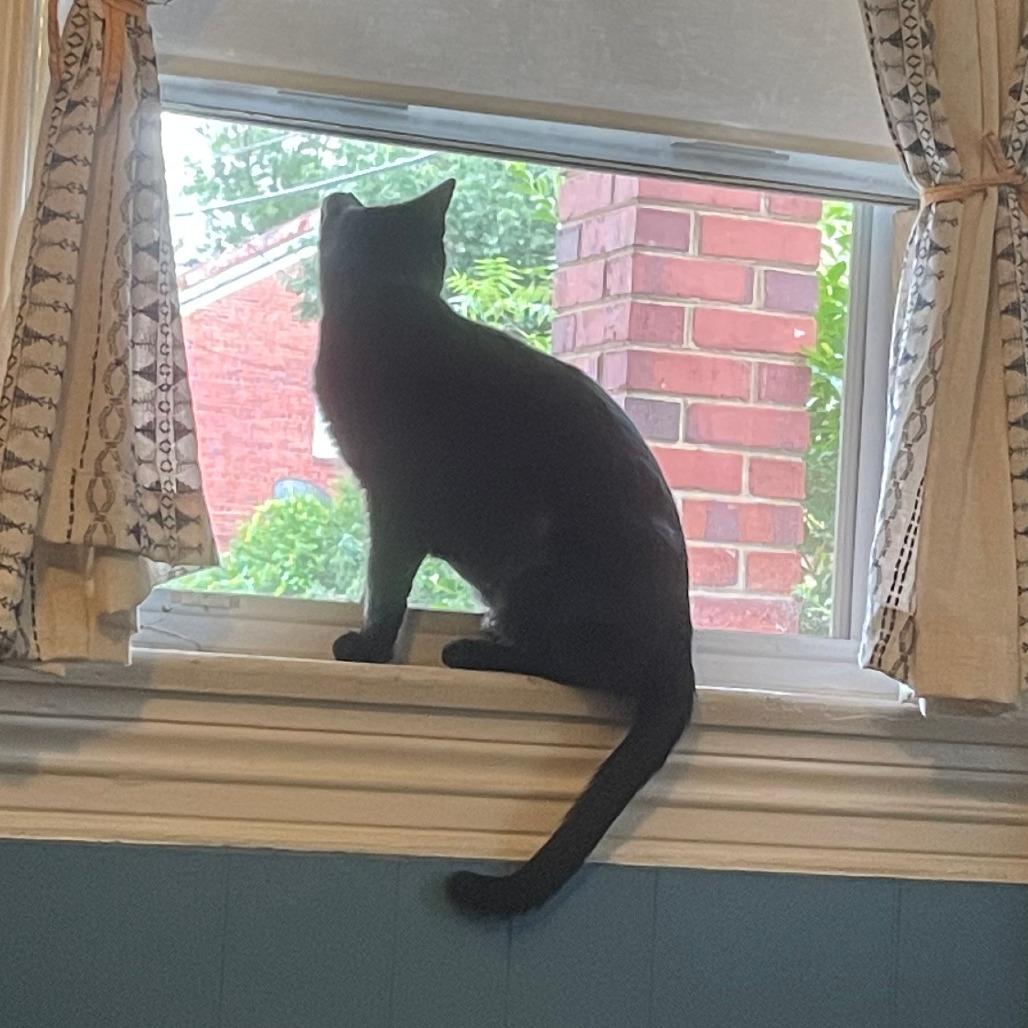 Enlarge Mama, a Adoptable Domestic Short Hair in Washington, DC image 5/6