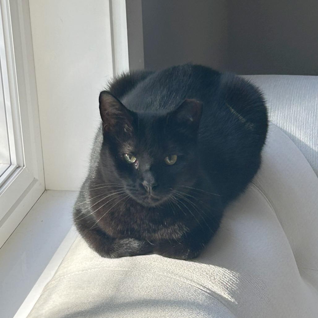 Enlarge Mama, a Adoptable Domestic Short Hair in Washington, DC image 6/6