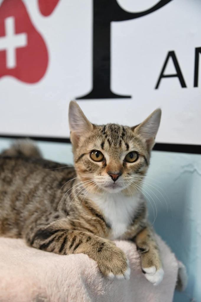 Enlarge Sasha, a Adopted mixed breed in St. James City, FL image 1/1