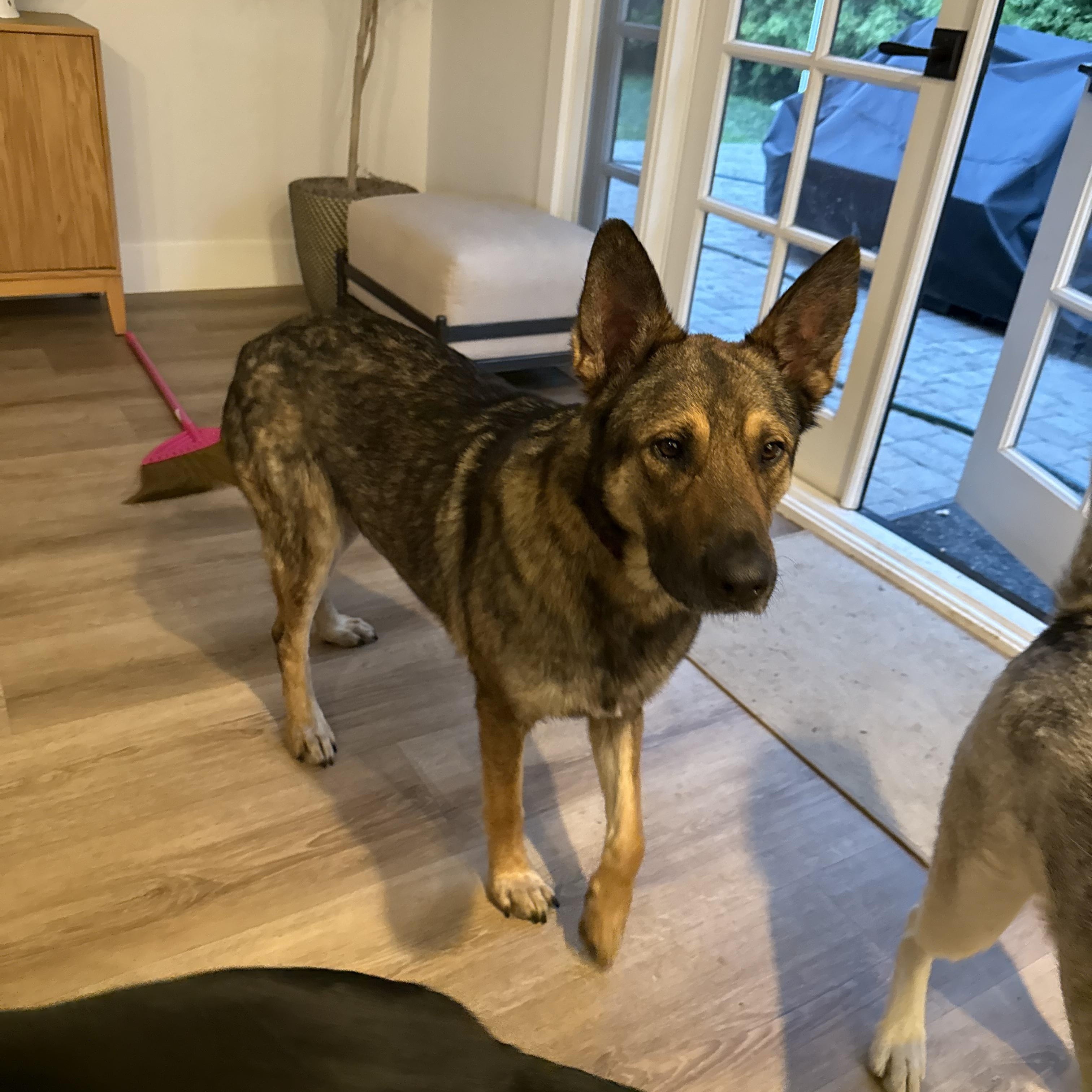 Enlarge Maso and Bailey (Bonded dad + daughter), a Adoptable German Shepherd Dog in Murrieta, CA image 3/3